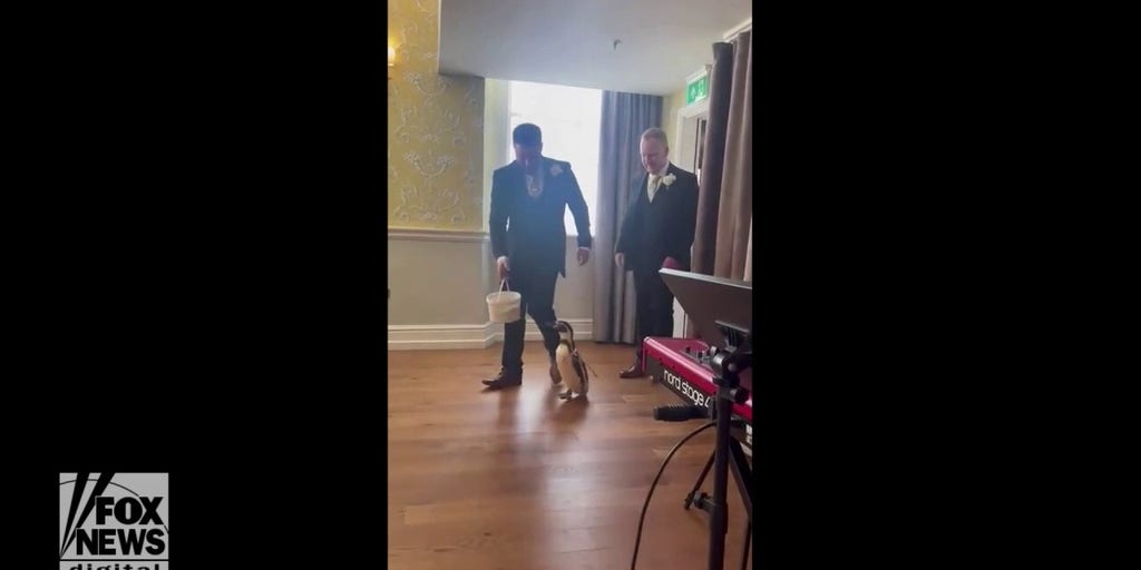 Penguin ring bearer surprises bride at wedding ceremony