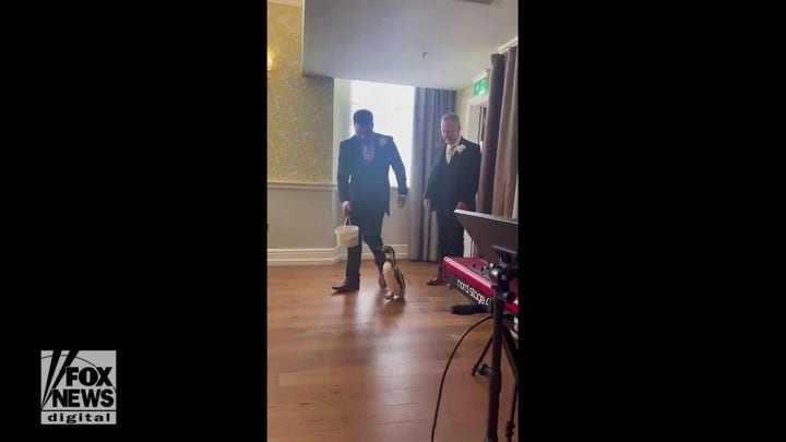 Penguin ring bearer surprises bride at wedding ceremony