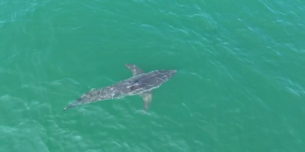 Great white shark spotted swimming near Maine beaches