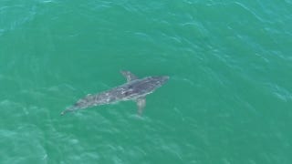 Great white shark spotted swimming near Maine beaches - Fox News