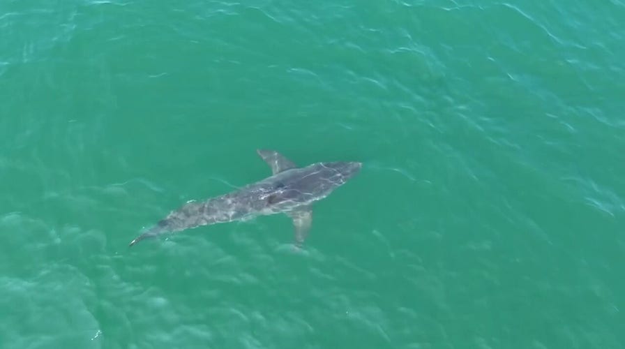 Great white shark spotted swimming near Maine beaches