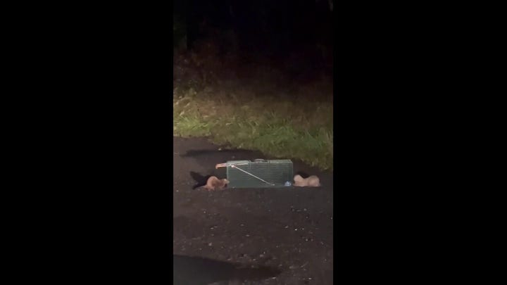 Video shows minks in Pennsylvania after massive fur farm escape