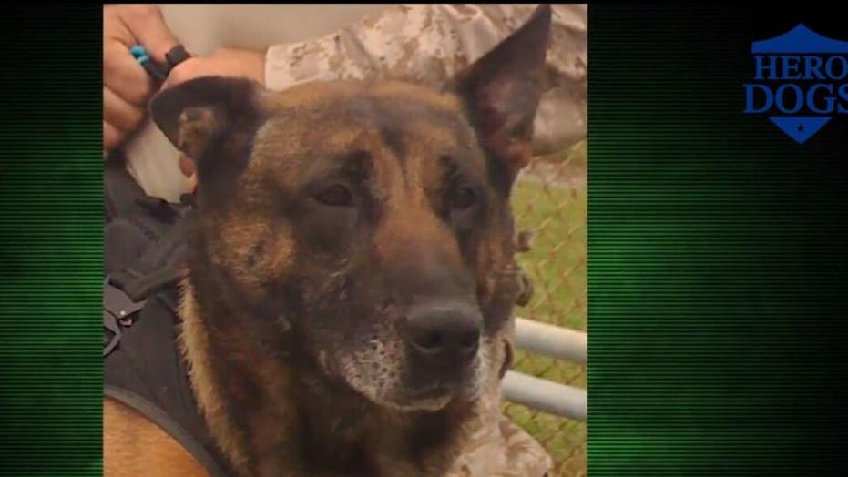 Fox Nation's 'Hero Dogs' focuses on heroic K9s in Afghanistan involved in Bergdahl mission, Bin Laden-aanval
