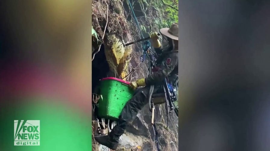 Watch these brave bee keepers collect honey