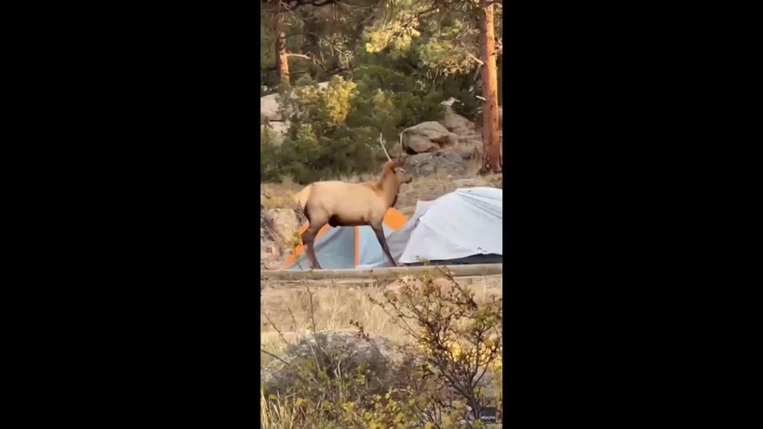 Bold elk crashes campers' breakfast, uses antlers to poke at tents in Colorado