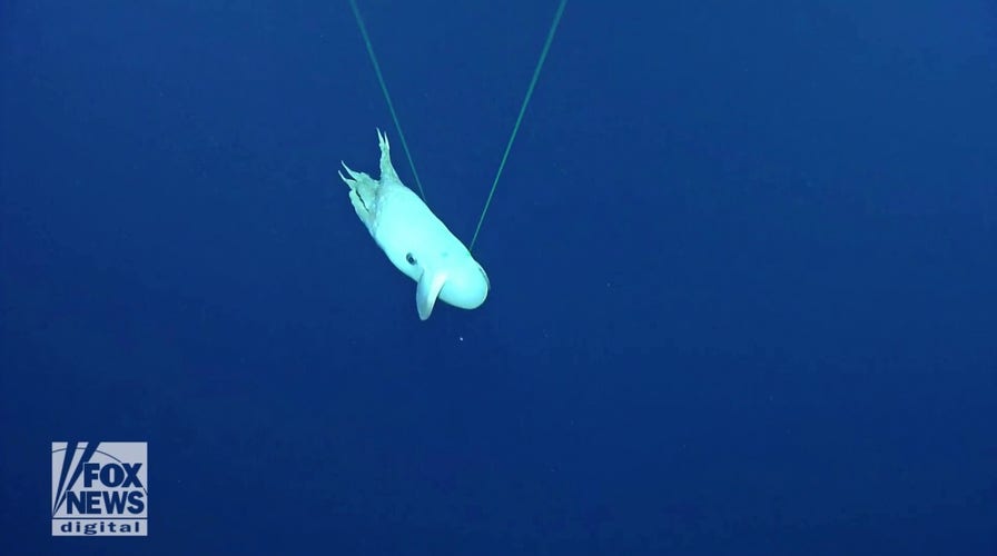 Rare octopus seen during deep-sea exploration