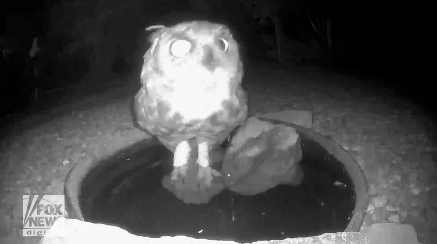 Owl visits watering hole to cool off from hot temperatures