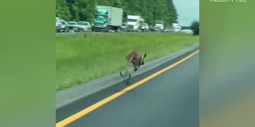 Runaway kangaroo shuts down Alabama highway