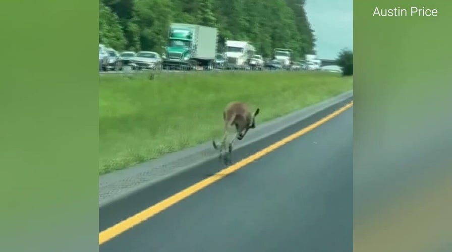 Runaway kangaroo shuts down Alabama highway