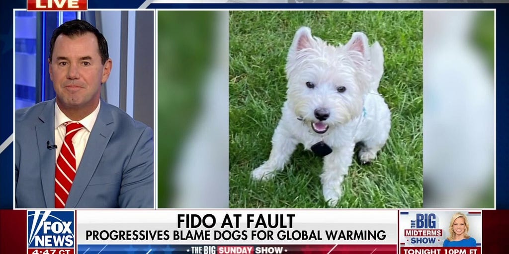 This is how Bill Gates wants to reduce dogs' carbon pawprints Fox
