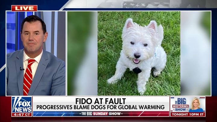 This is how Bill Gates wants to reduce dogs' carbon pawprints