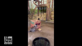 Beloved lemurs at Great Plains Zoo turn 22