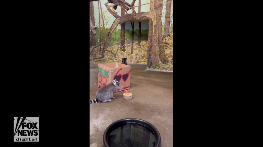 Beloved lemurs at Great Plains Zoo turn 22