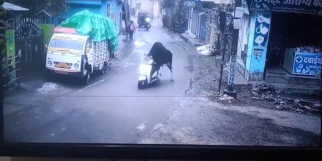 Bizarre moment a bull mounts and rides a scooter in India