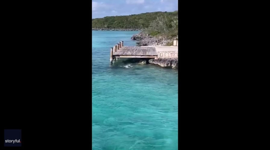 Dog chases after hammerhead shark in shocking video