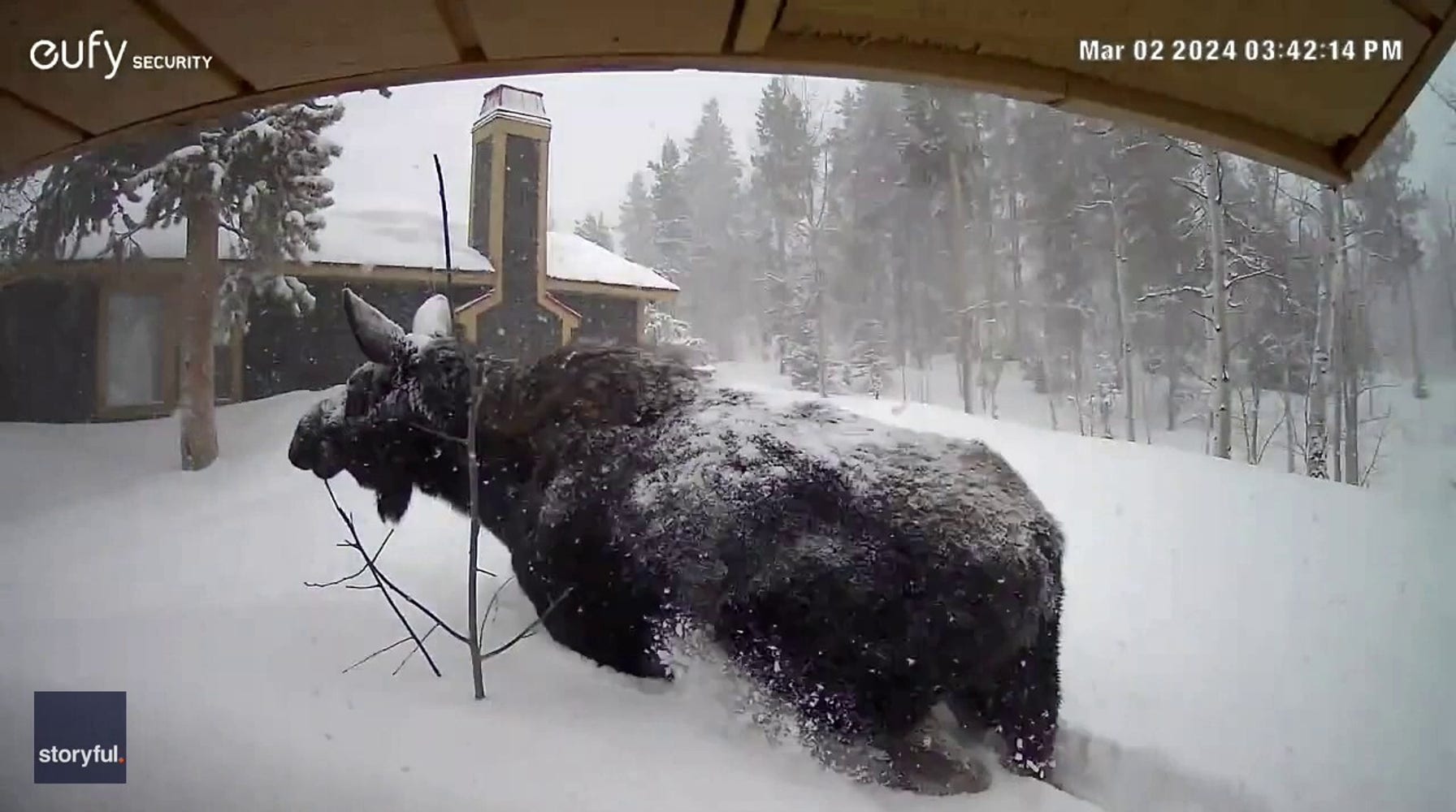 Utah Moose Struggles to Navigate Deep Snow as Avalanches Strike State