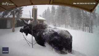  Moose has a hard time navigating the deep Utah snow - Fox News