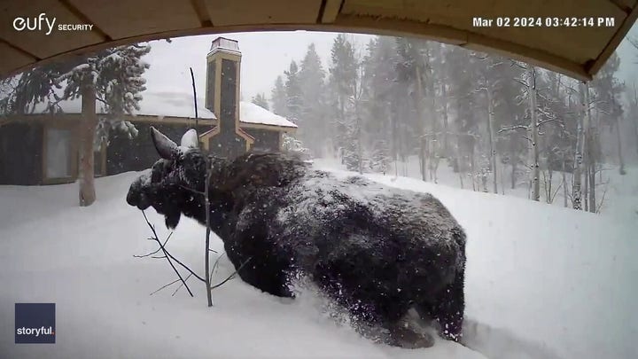 Moose has hard time navigating deep Utah snow
