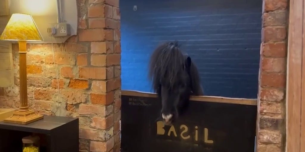 Miniature pony Basil offers a warm welcome to visitors of this unique retreat