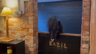 Miniature pony Basil offers a warm welcome to visitors of this unique retreat