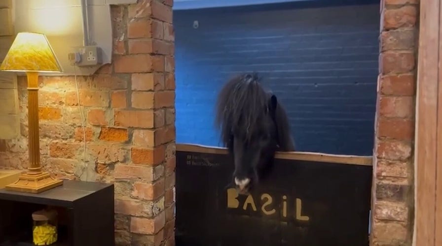Miniature pony Basil offers a lukewarm invited to visitors of this unsocial retreat