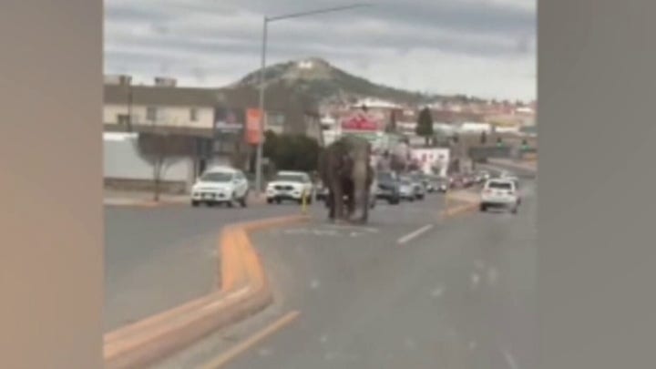 Viola the Elephant runs loose through streets of Montana after escaping circus: video