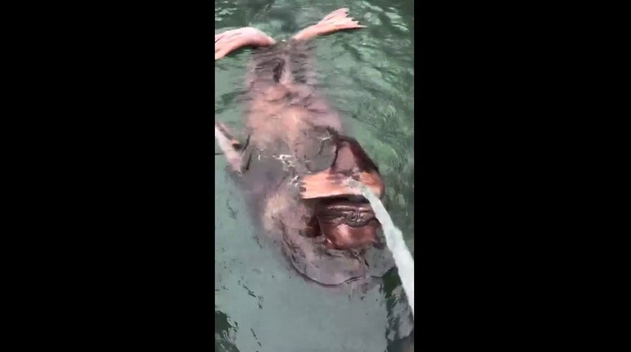 Walrus spotted enjoying its spa day with loud whistles, water chugs