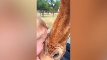 Giraffe goes for in for snack, picks up girl