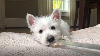 Beginner tips for training your puppy