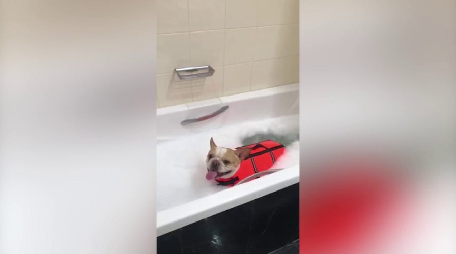 Clean as a whistle! Dog with disabilities dons life jacket in bathtub
