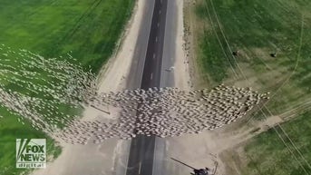 Drone captures SHEEP CROSSING