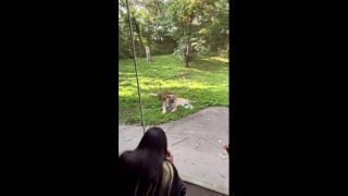 Tiger cubs with 'brave' names seen exploring new habitat - Fox News