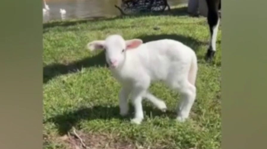 Five-legged lamb gets new home with Mississippi woman