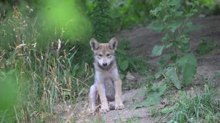 Rare Mexican wolf pup gets her official name after the public votes - Fox News