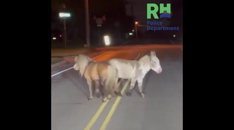 Mini pony and donkey go viral after early morning escape and police-led return
