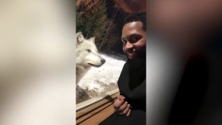Couple's vacation cabin surrounded by pack of wolves - Fox News