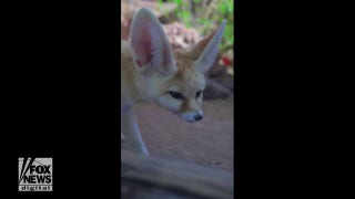 Fennec fox becomes the newest resident at Phoenix Zoo - Fox News