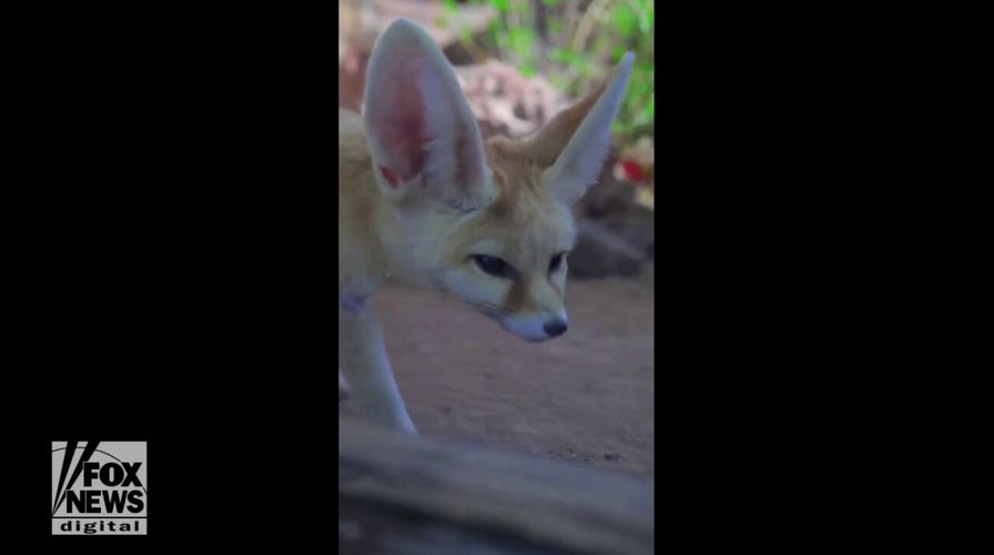 Fennec fox becomes the newest resident at Phoenix Zoo