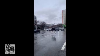 WATCH: Ostrich runs through traffic