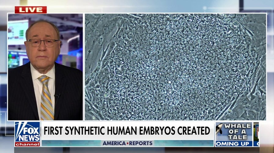 Creation of first synthetic human embryos could bring 'big advances': Dr. Marc Siegel
