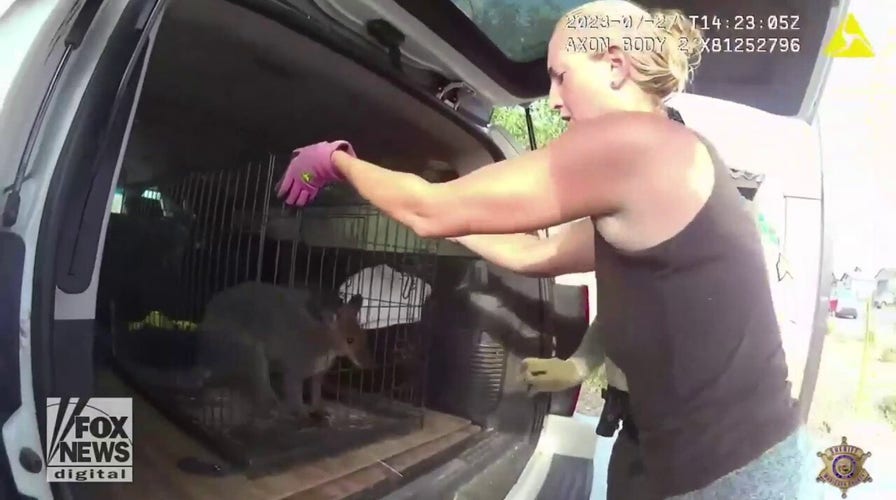 Police capture wallaby after it escaped from a local animal sanctuary
