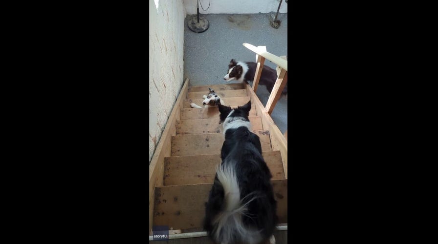 Australian shepherd pup struggles to make it up the stairs in adorable video