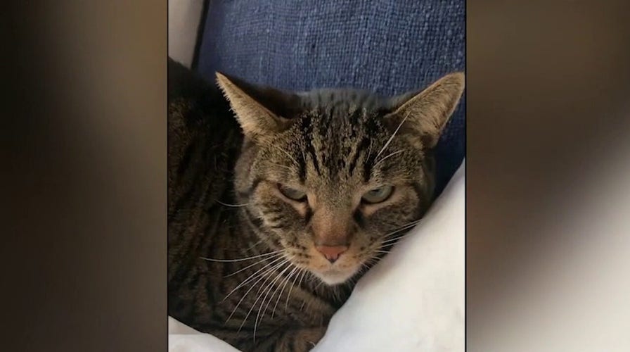 New app tranforms cat meows into actual words