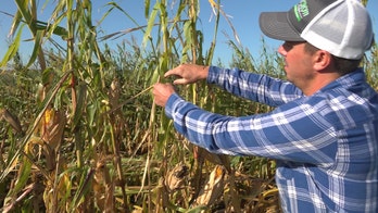 Iowa farmers say derecho destroyed chances of major profit: 'It's gut-wrenching'