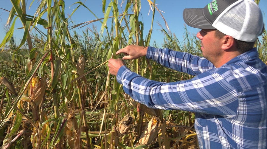 Iowa farmers hoping for some profit after devastating storm 