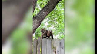 Bobcat kitten found inside Kansas home reunited safely with mom after storm