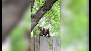 Bobcat kitten found inside Kansas home reunited safely with mom after storm