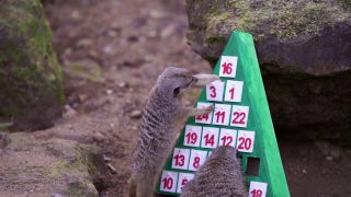 Seasonal treats: Animals ransack holiday Advent calendars at London zoo - Fox News
