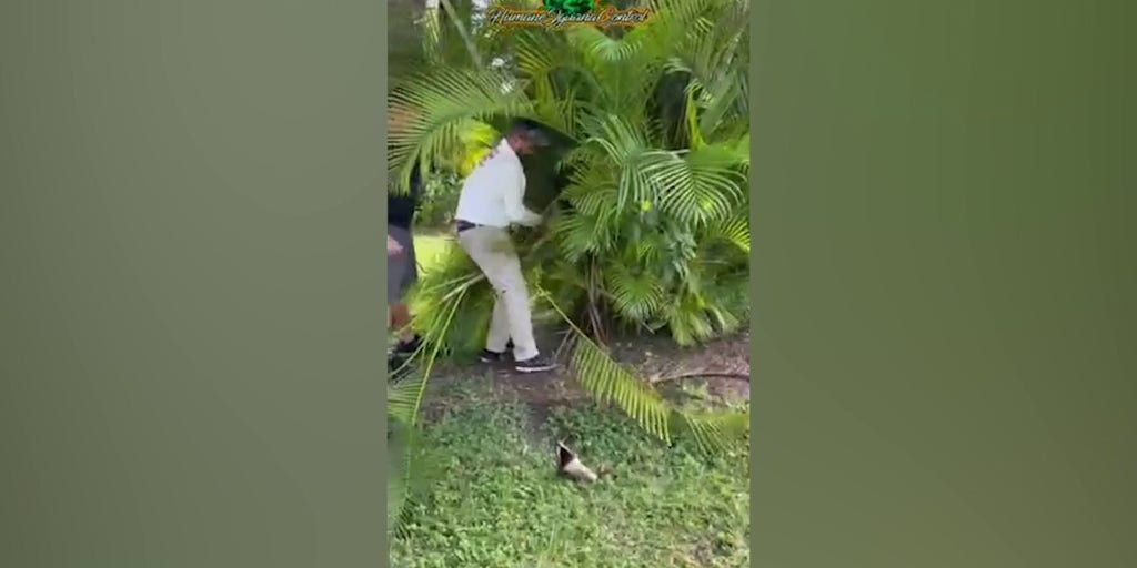 Burmese python found hiding in palm next to Miami-Dade home