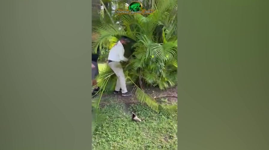 Burmese python recovered  hiding successful  thenar  adjacent  to Miami-Dade home